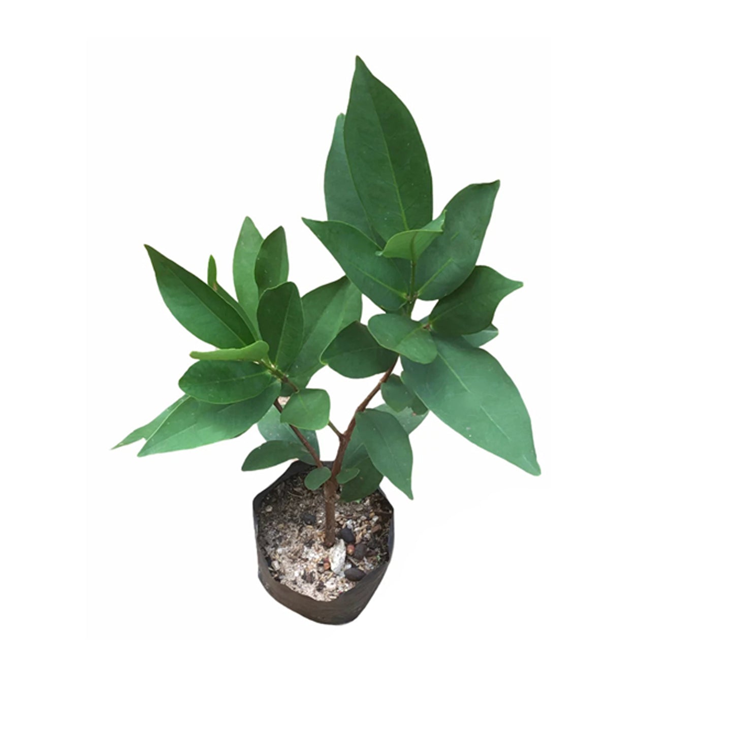 Lakpura® hvid rose æbleplante