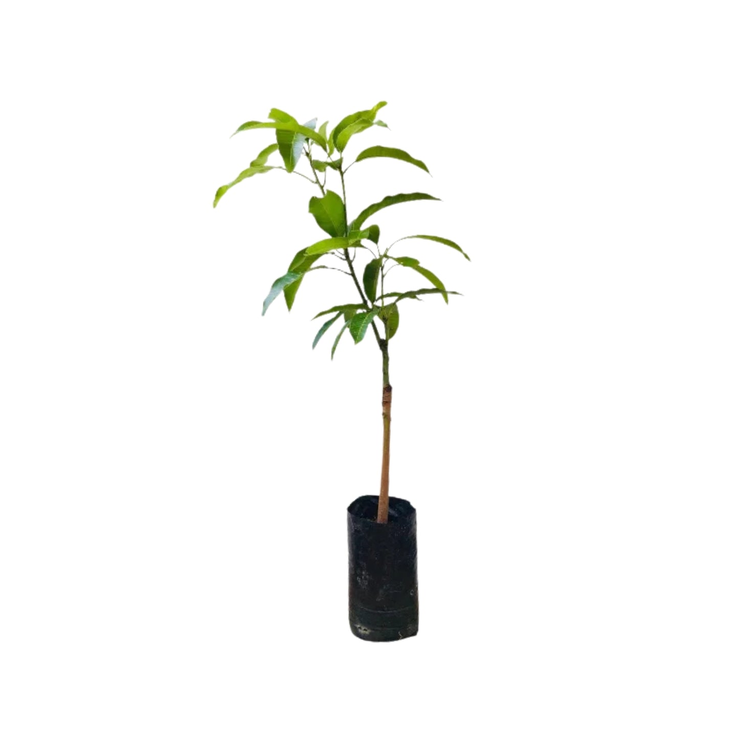 Lakpura® TJC Mango-podet plante