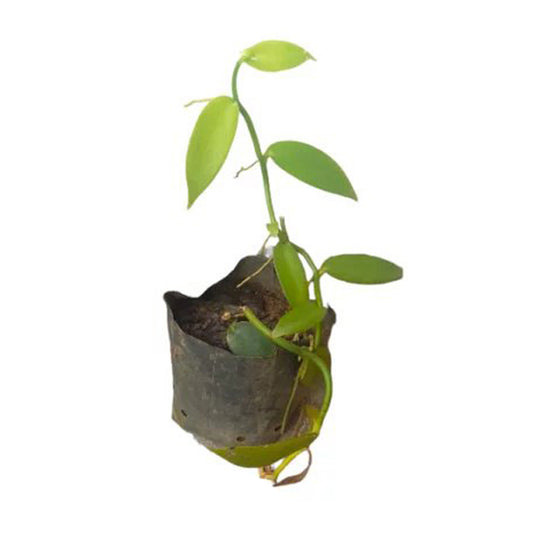 Vanila () Krydderiplanter