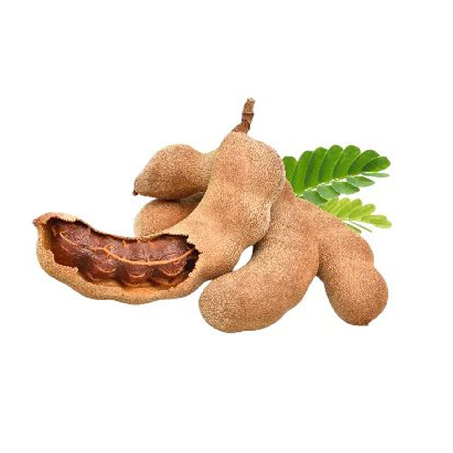 Lakpura Tamarind frugtplante