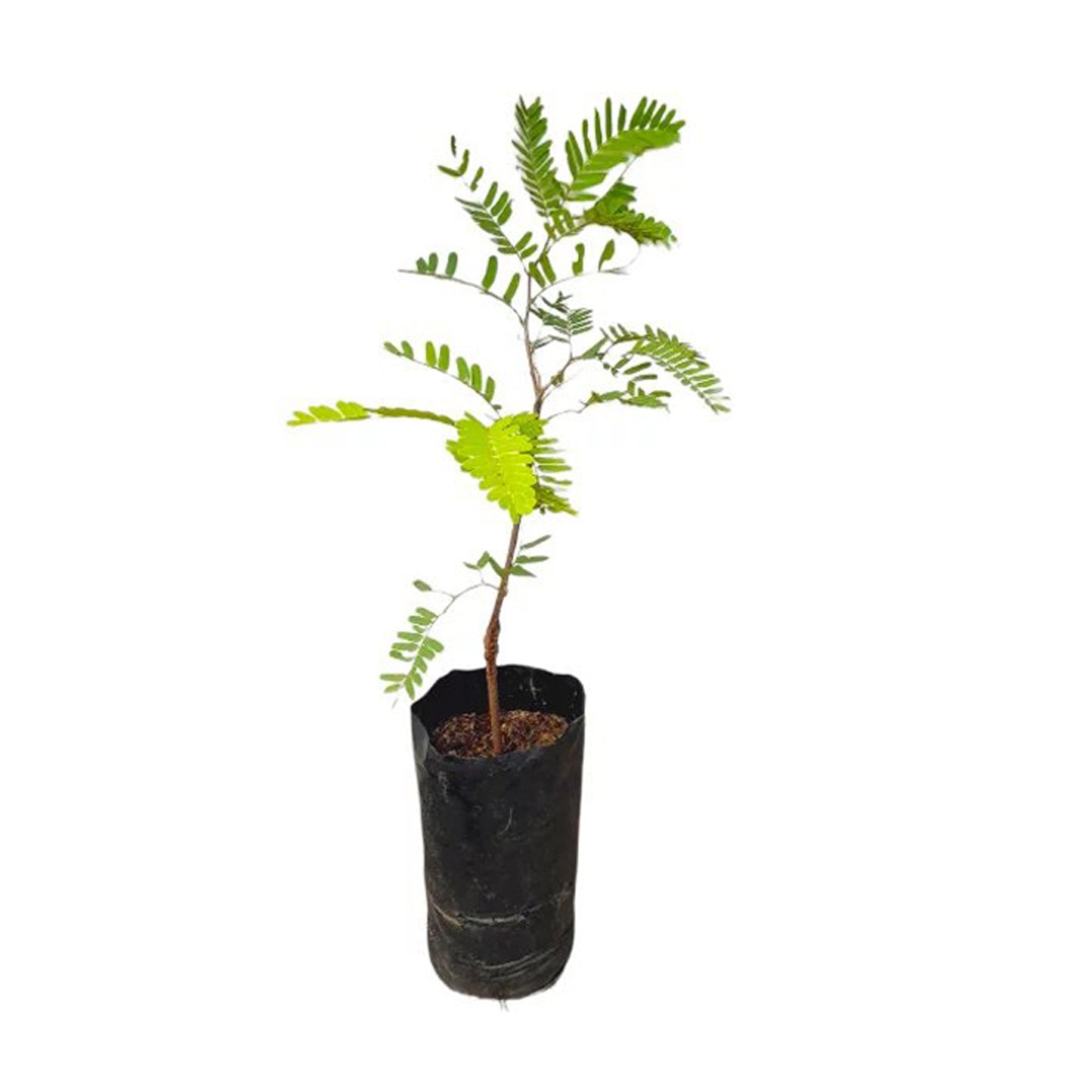 Lakpura Tamarind frugtplante