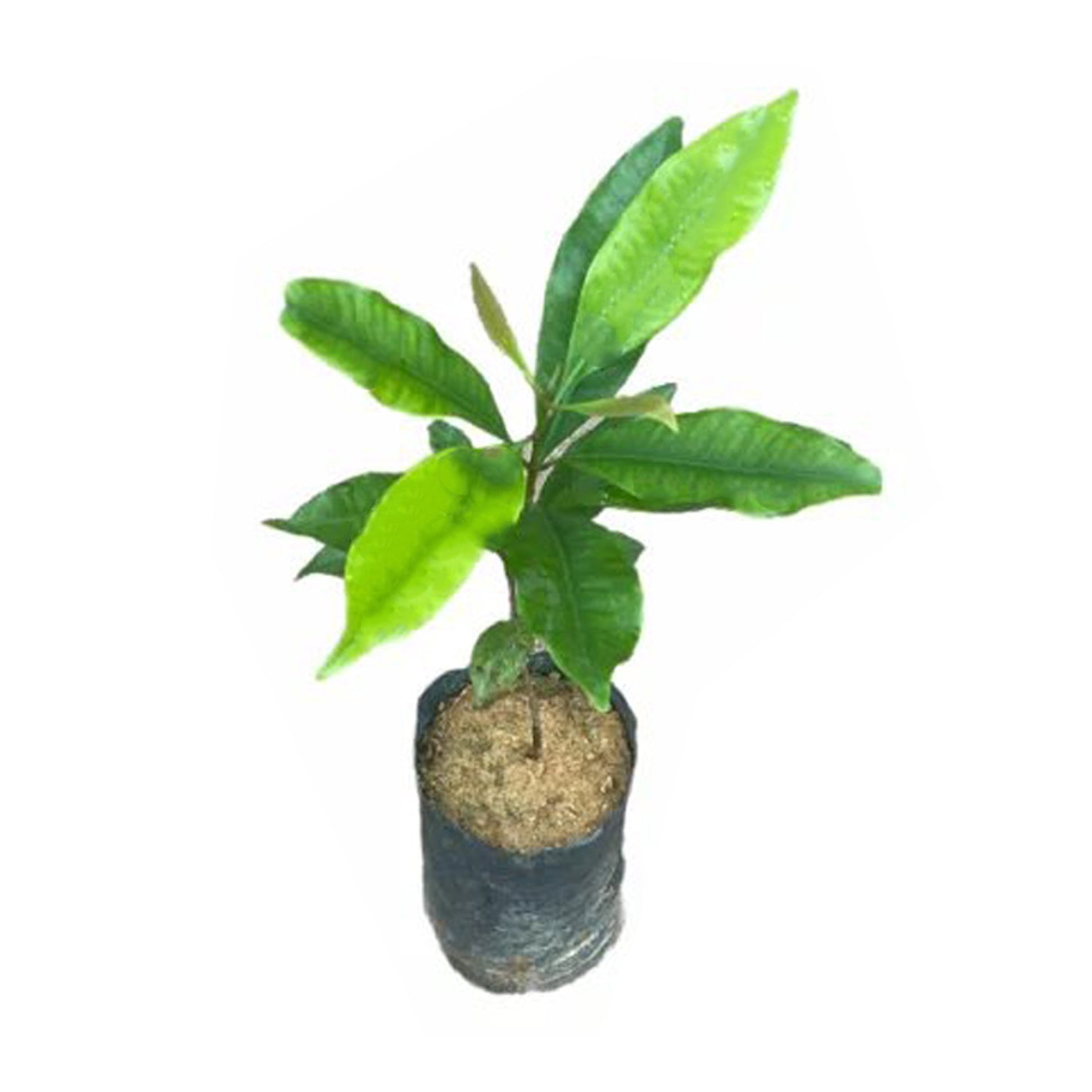 Lakpura® Kryddernellike Plante