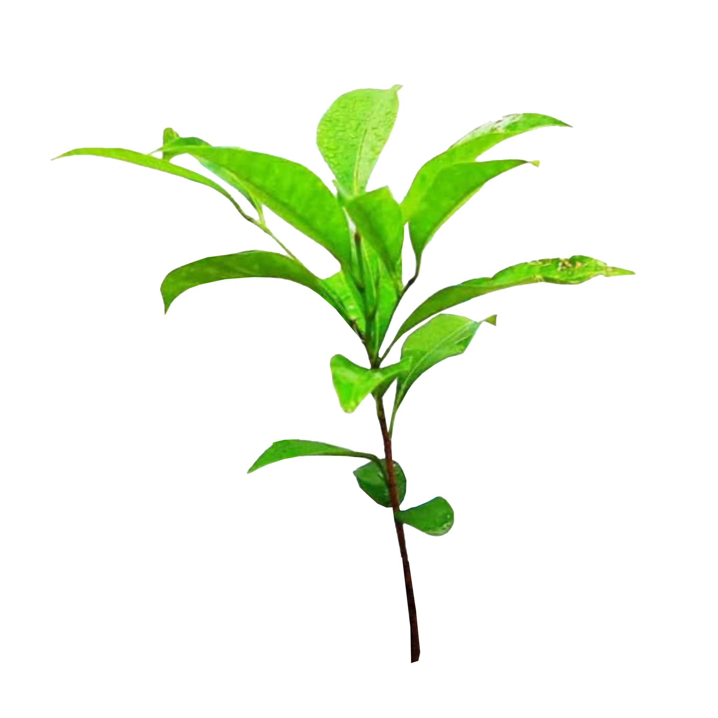 Lakpura Munamal (spansk kirsebær) Plante