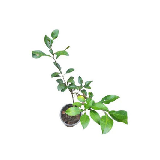 Lakpura® Thai White Pomelo Podeplante
