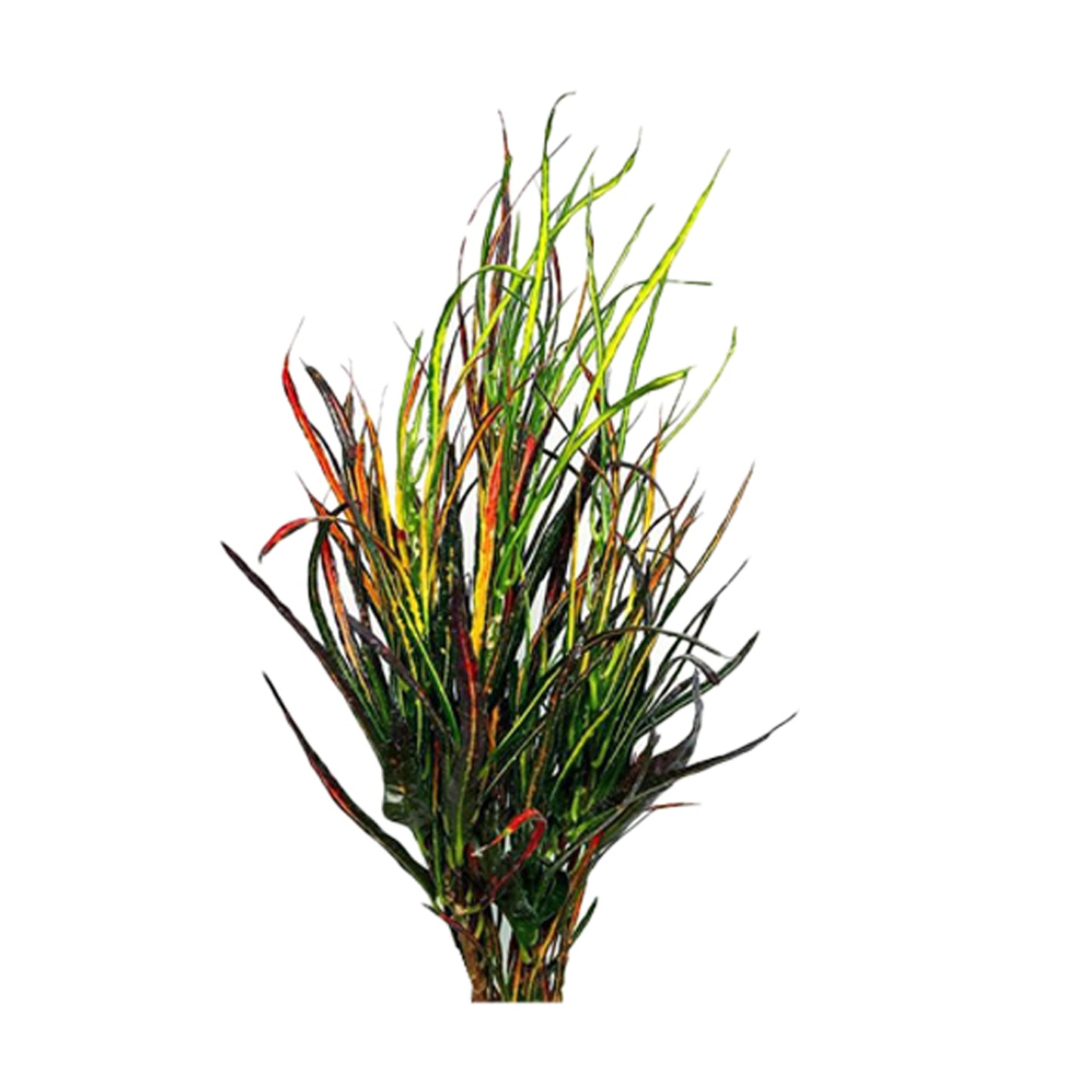 Lakpura® Picassos pensel Croton (50 blade)