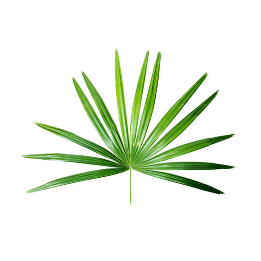 Lakpura® lady palm (Rhapis excelsa) 20 Leaves (Medium)