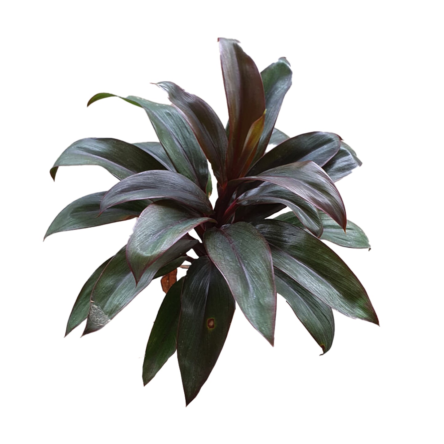 Lakpura® Dracaena Purple Compacta blade - Medium