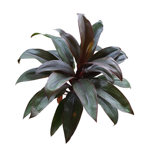 Lakpura® Dracaena Purple Compacta blade - Medium