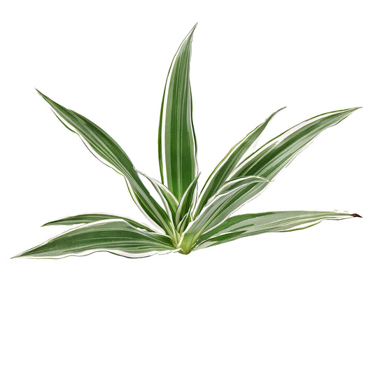 Lakpura Dracaena Sanderiana hvid (50 blade) Medium