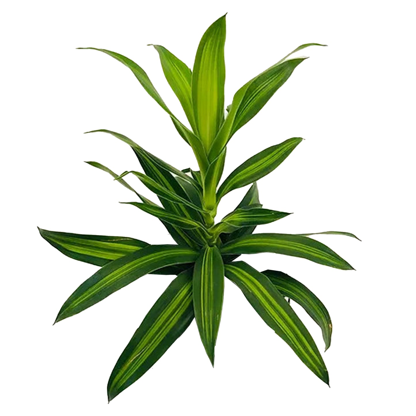Lakpura Dracaena Reflexa 'Song of Jamaica' (50 blade) Medium