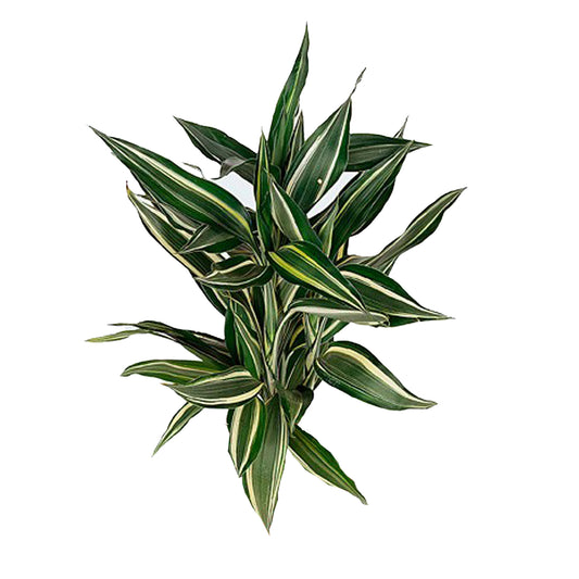 Lakpura Dracaena Sanderiana Victory (50 blade) Medium