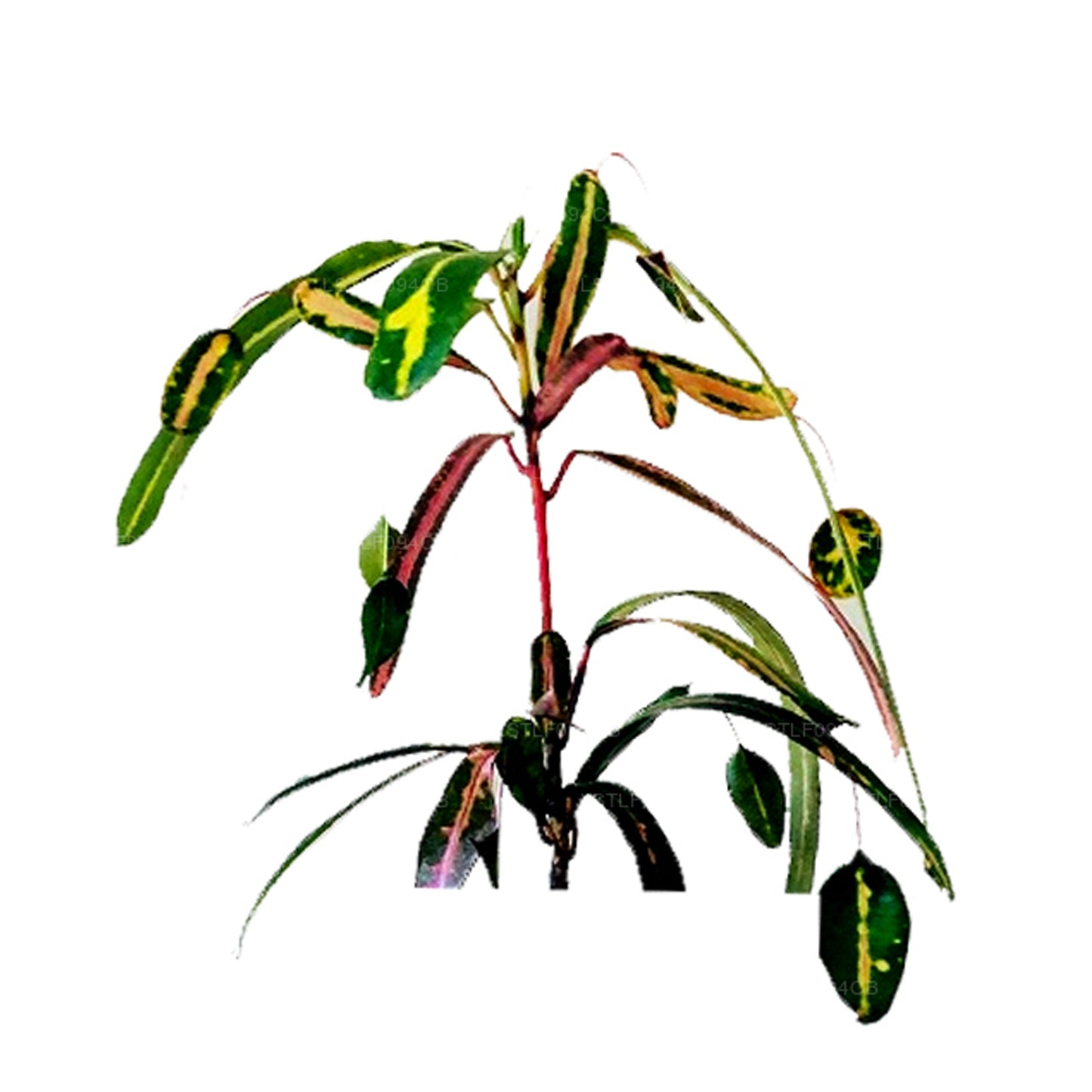 Lakpura Victoria Gold Bell Croton (50 blade)