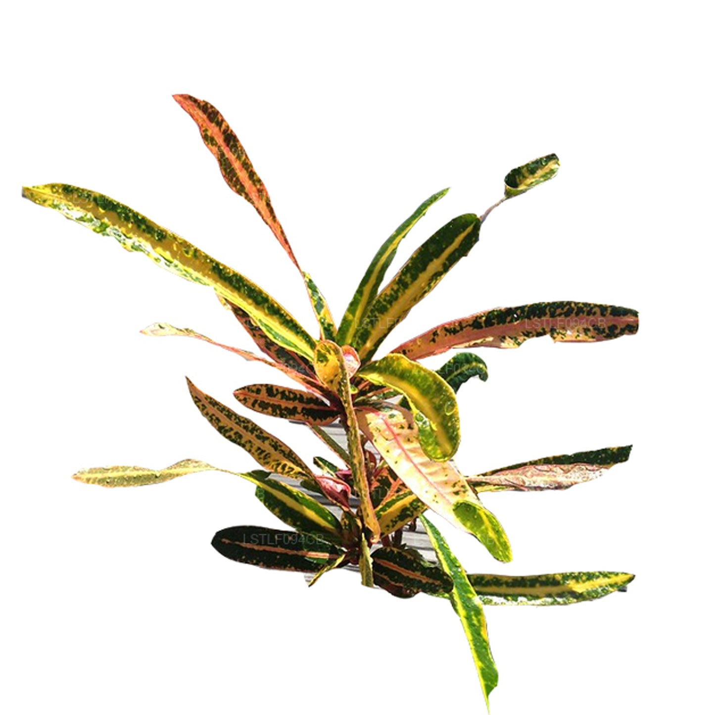 Lakpura Victoria Gold Bell Croton (50 blade)