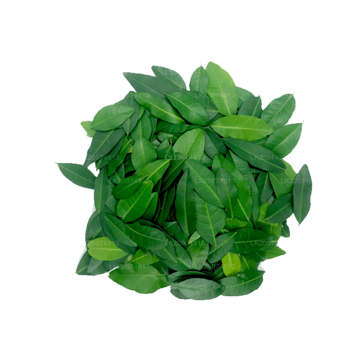 Lakpura Frisk Yaki Naran (Atalantia Ceylanica) 100 blade