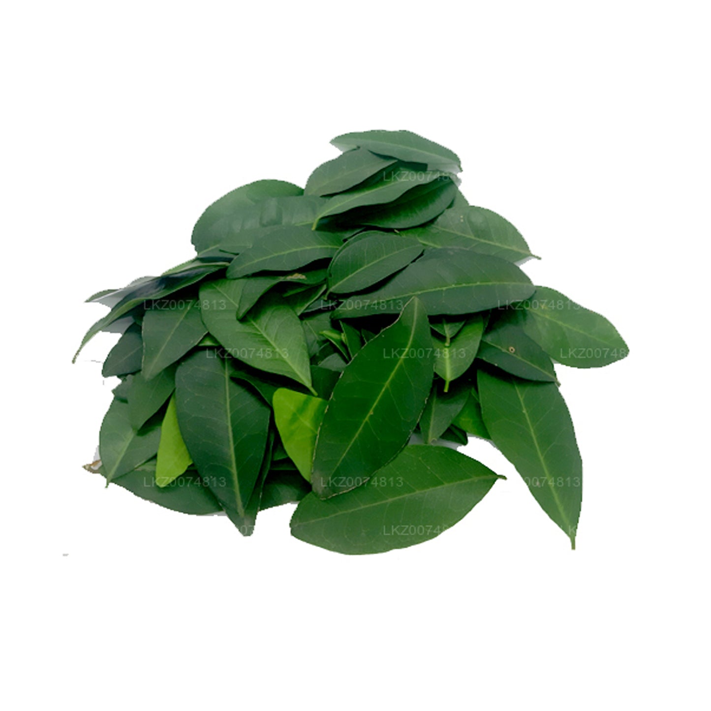 Lakpura Frisk Yaki Naran (Atalantia Ceylanica) 100 blade