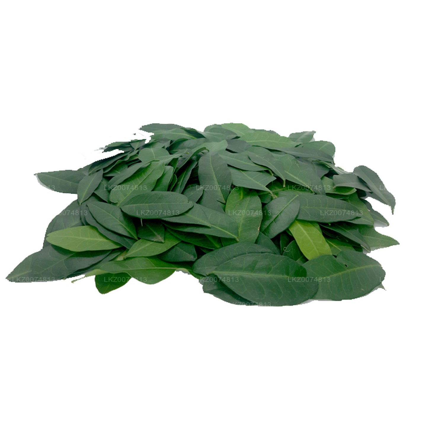 Lakpura Frisk Yaki Naran (Atalantia Ceylanica) 100 blade