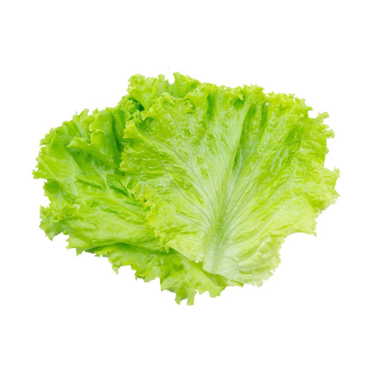 Lakpura® Lettuce