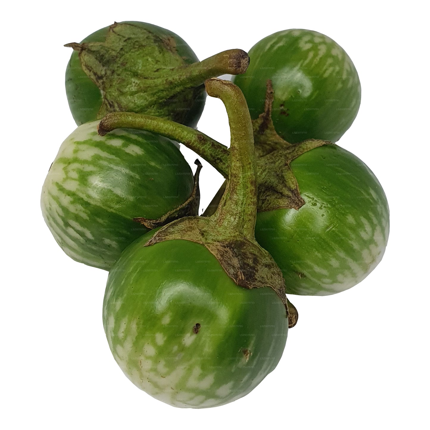 Lakpura® Thai Eggplant/ Thalana Batu