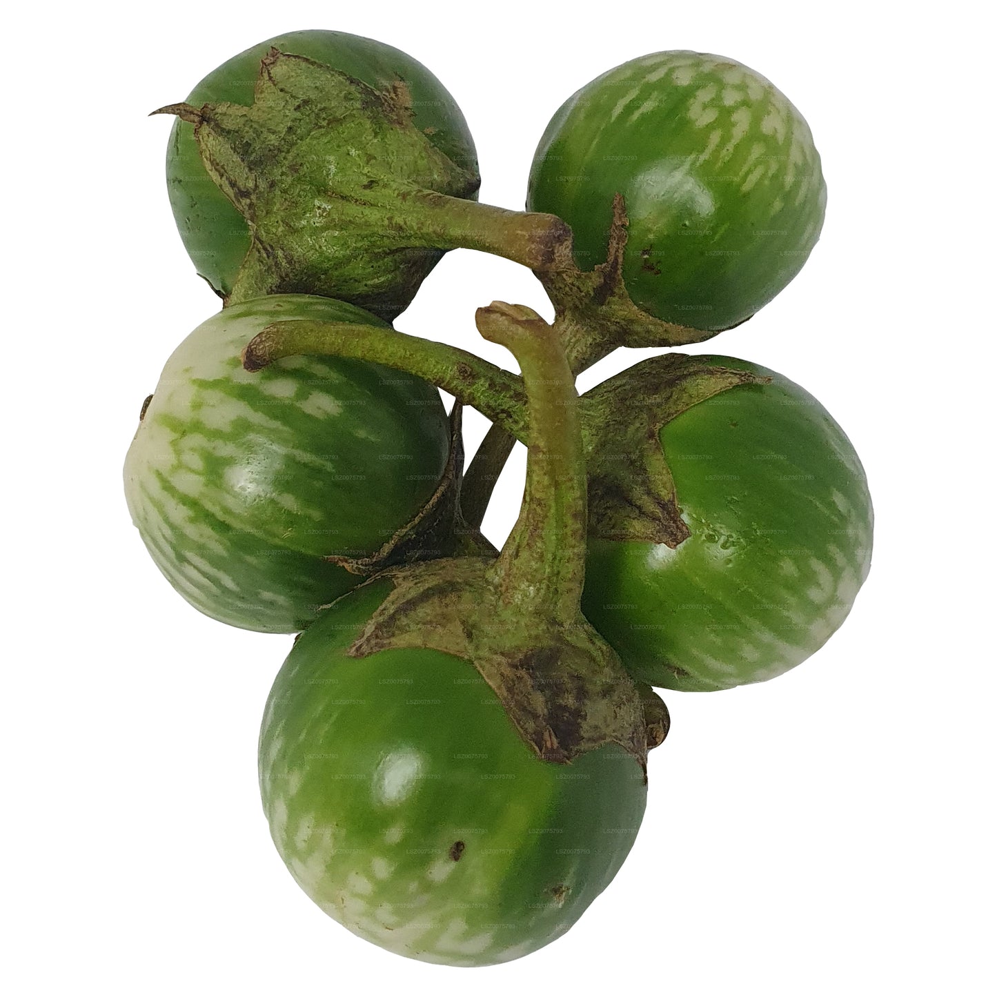 Lakpura® Thai Eggplant/ Thalana Batu