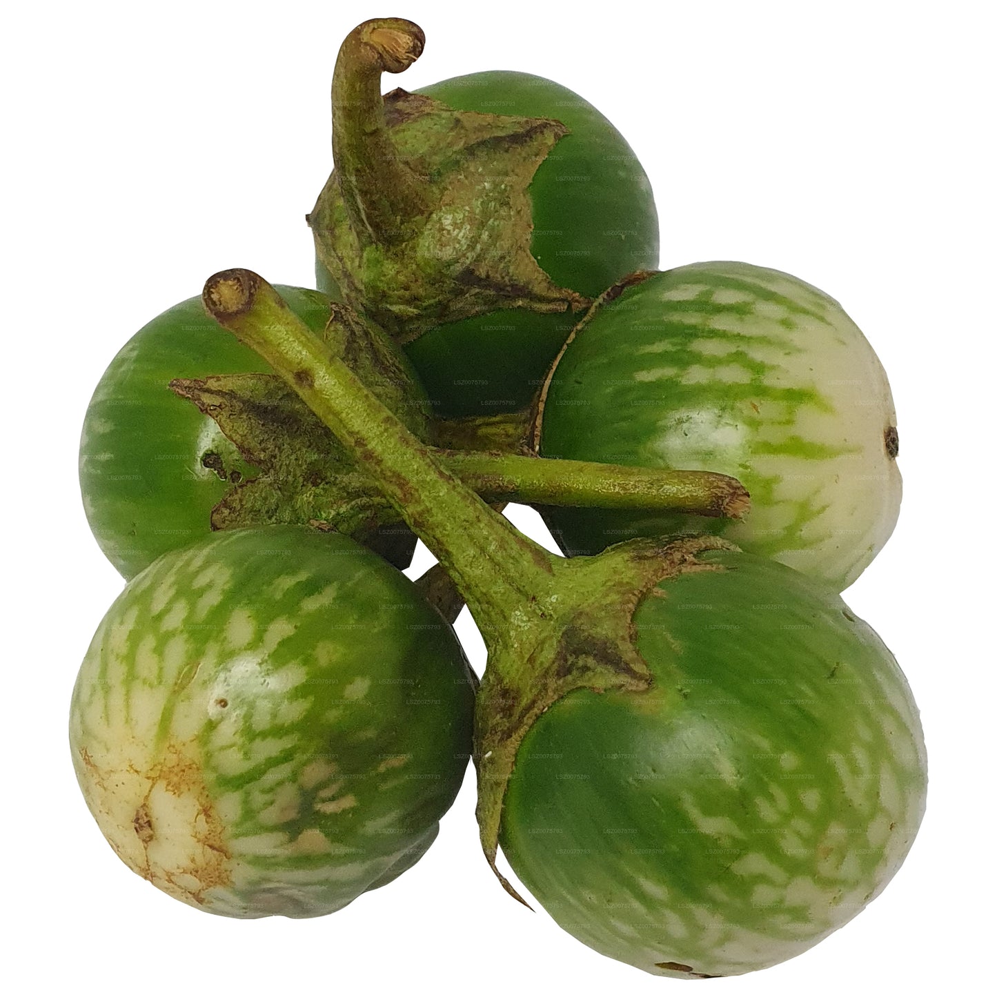 Lakpura® Thai Eggplant/ Thalana Batu