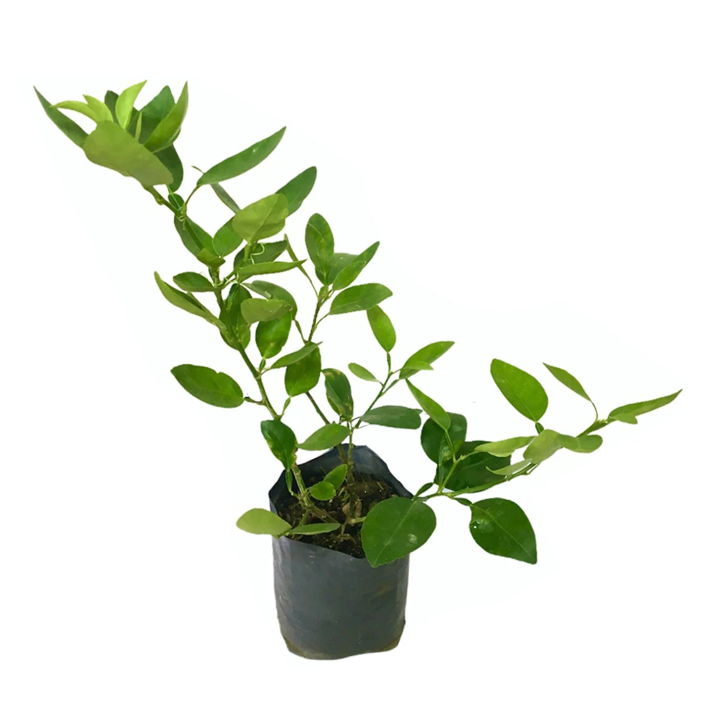 Lime frugtplante