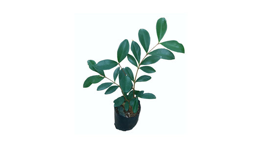 Lakpura Australian Beach Cherry Plant