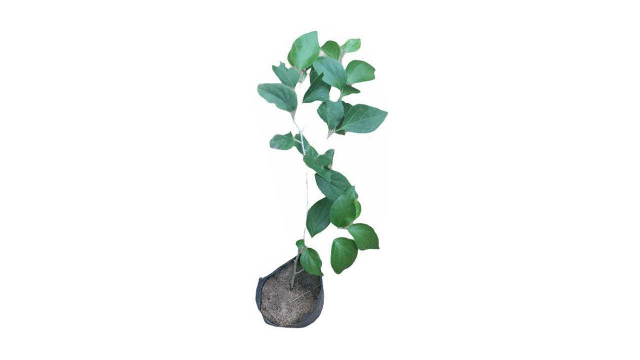 Lakpura Gooseberry Layered Plant