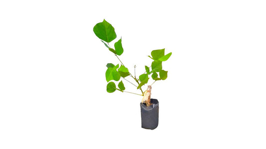 Lakpura Indian Coral Tree (Erabadu) Plant