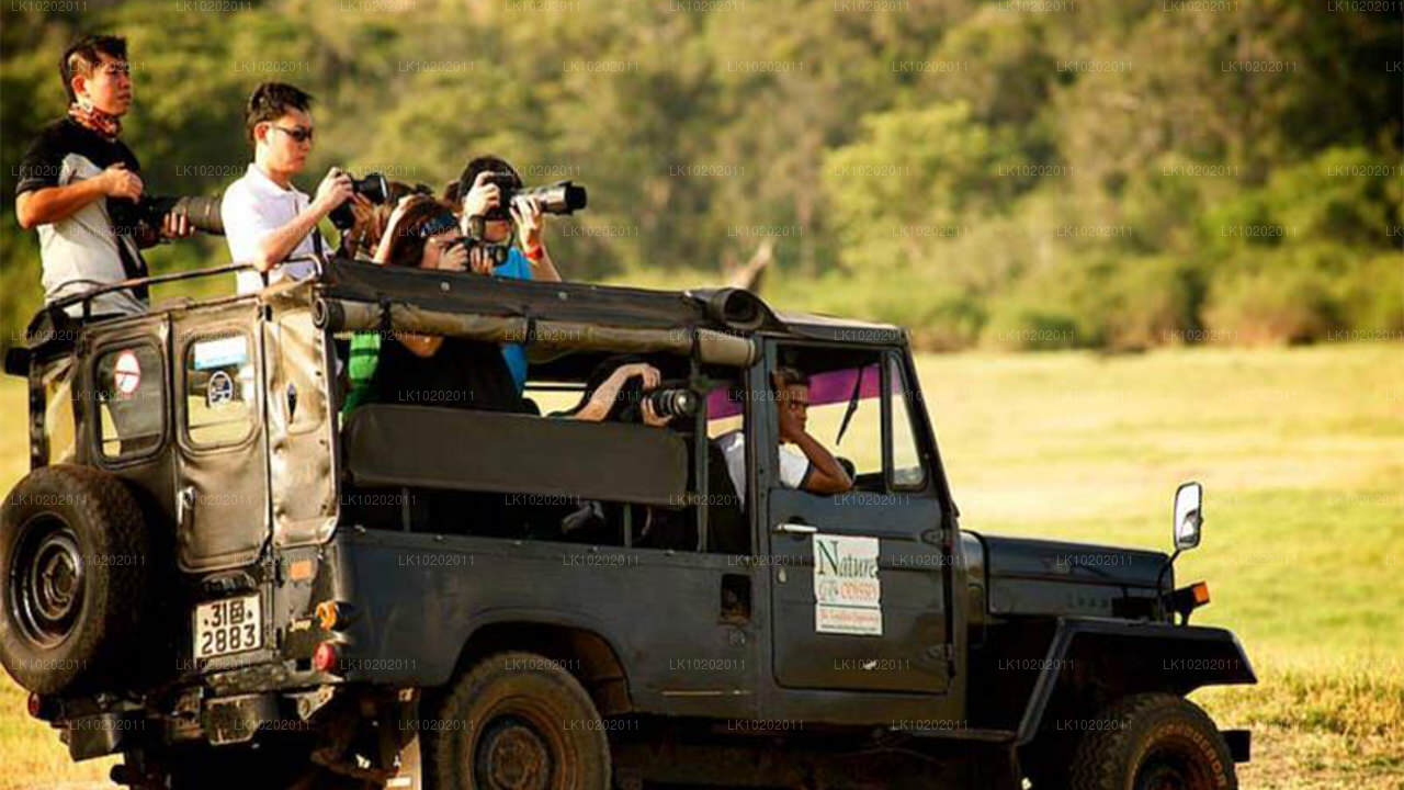Sigirya og Minneriya fra Colombo (2 Dage)