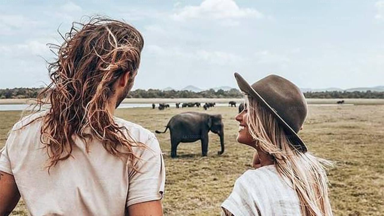 Sigirya og Minneriya fra Colombo (2 Dage)