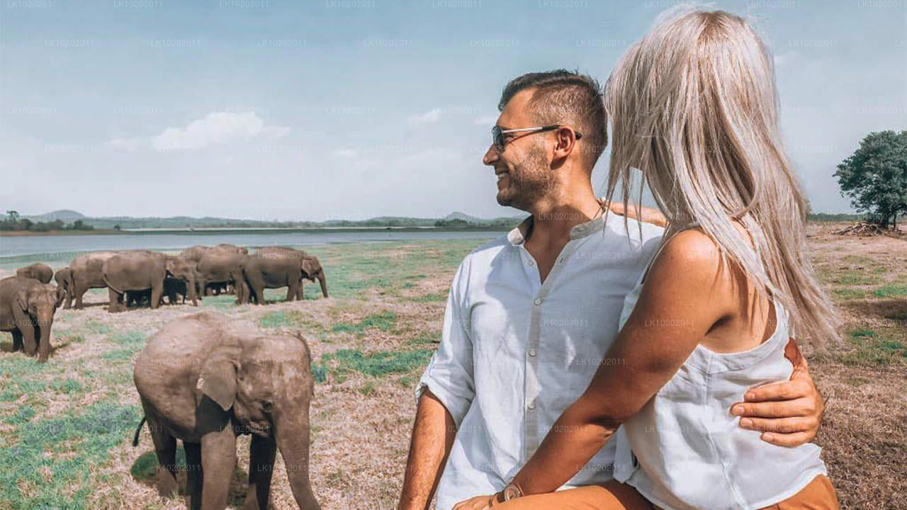 Sigirya og Minneriya fra Colombo (2 Dage)