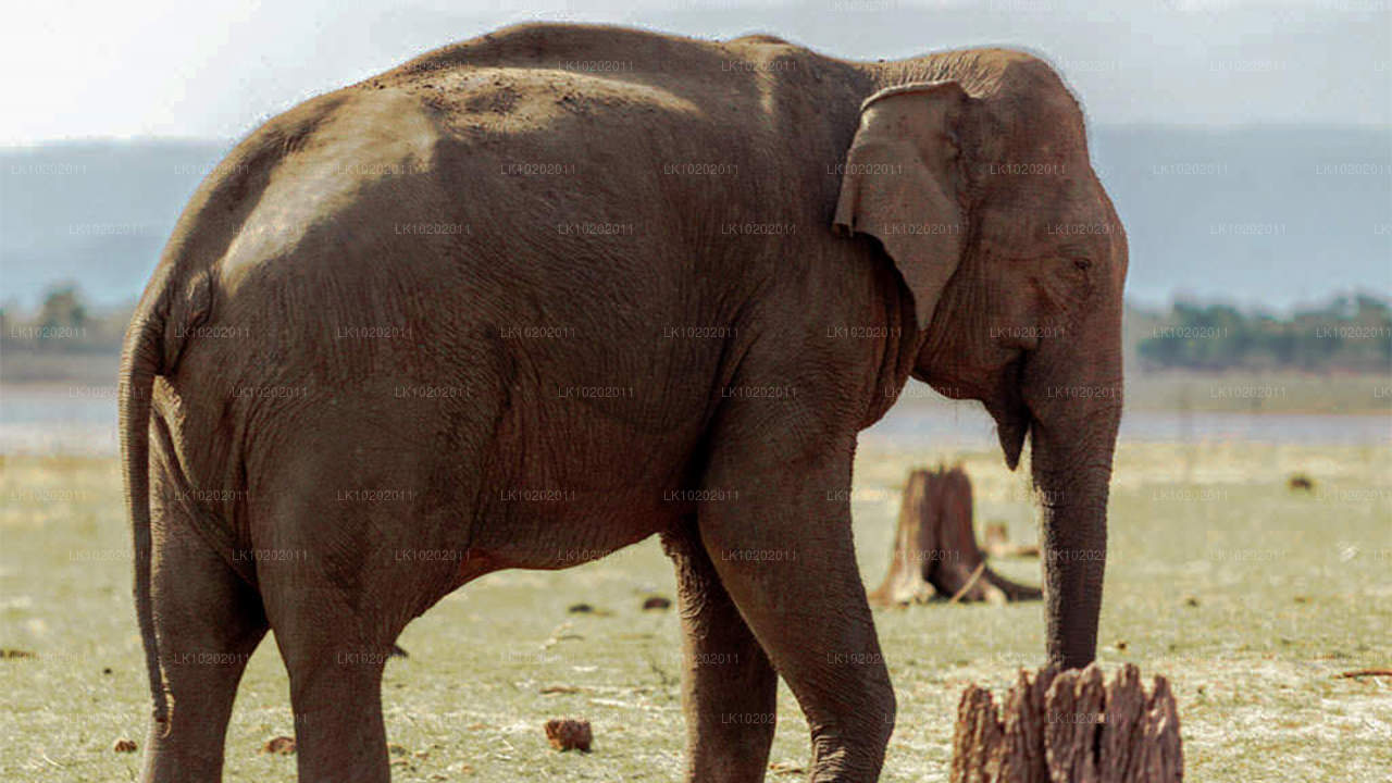 Sigirya og Minneriya fra Colombo (2 Dage)