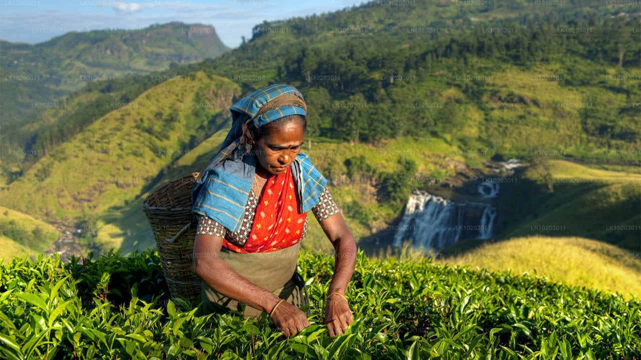 Nuwara Eliya fra Colombo (2 Dage)