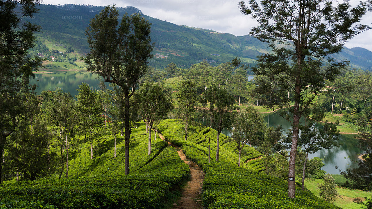 Nuwara Eliya fra Colombo (2 Dage)