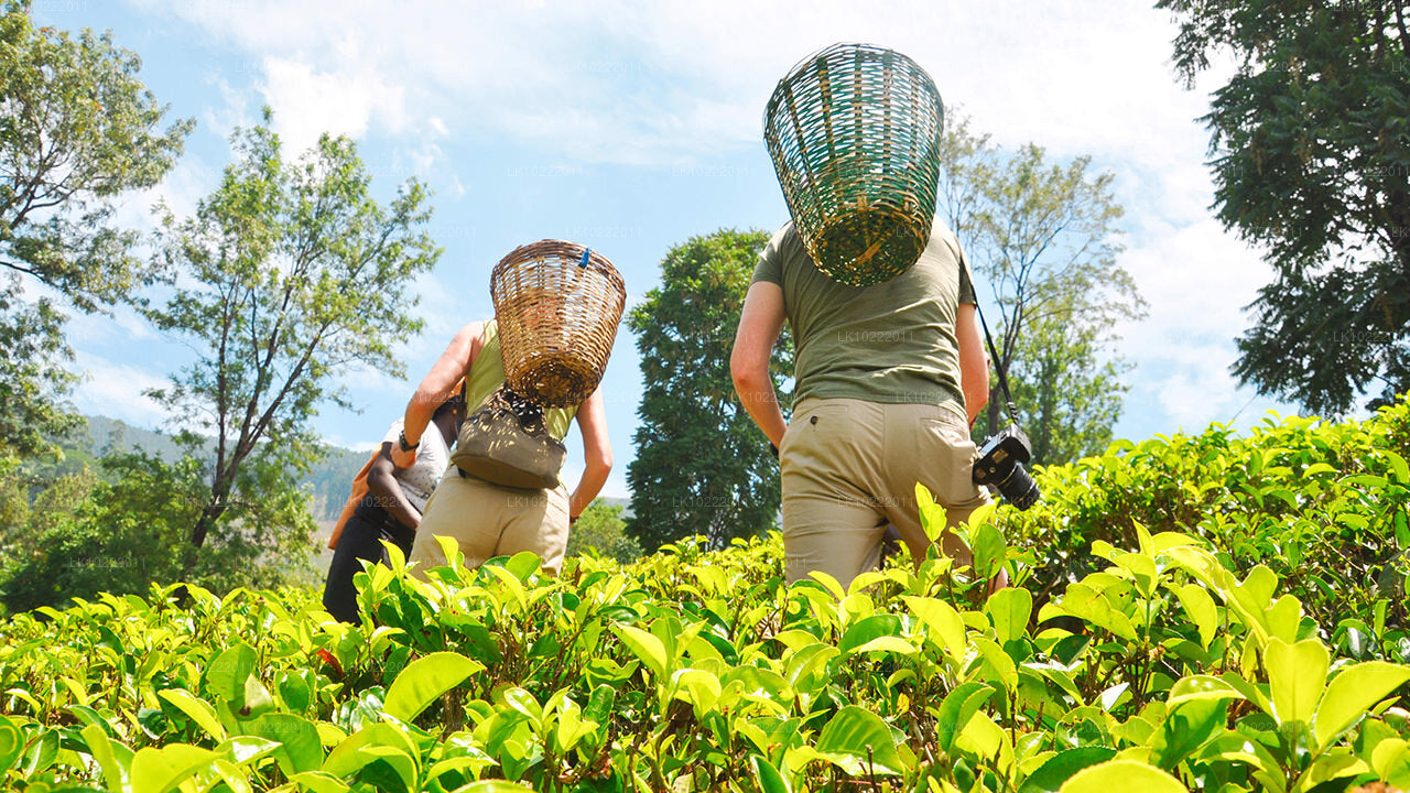 Highland Glory fra Kandy (2 Dage)