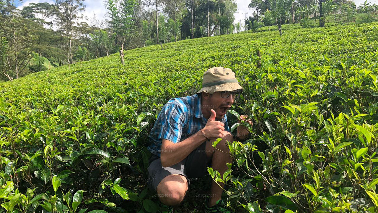 Nuwara Eliya fra Negombo (2 dage)