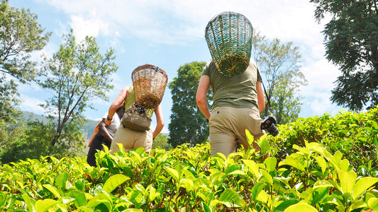 Nuwara Eliya fra Negombo (2 dage)