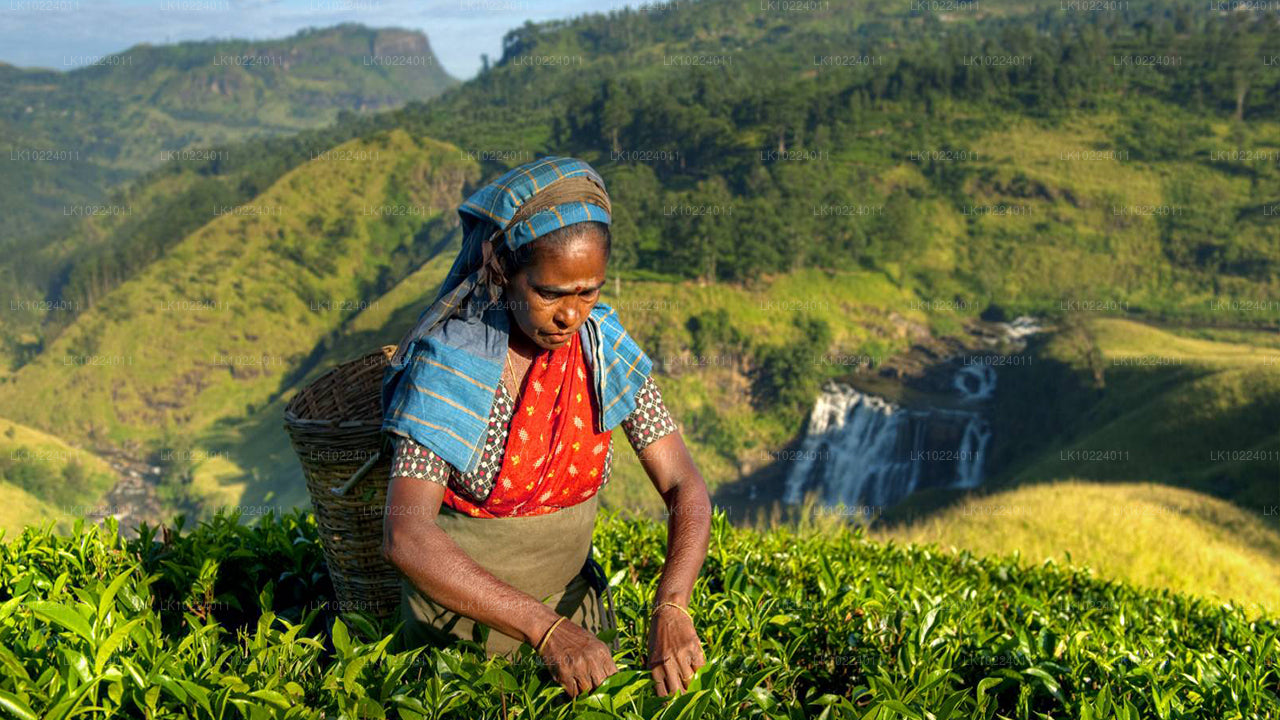 Nuwara Eliya fra Negombo (2 dage)