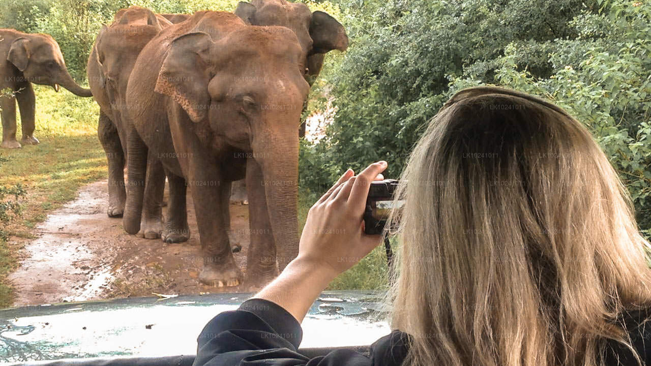 Udawalawe fra Hikkaduwa (2 Dage)