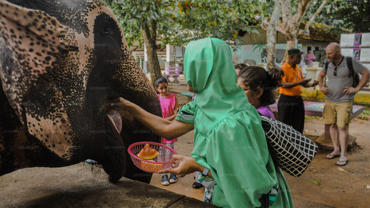 Wonder Island (3 Dage)