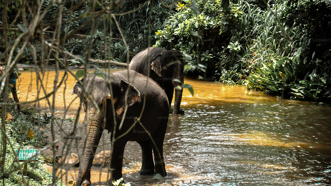 Wonder Island (3 Dage)