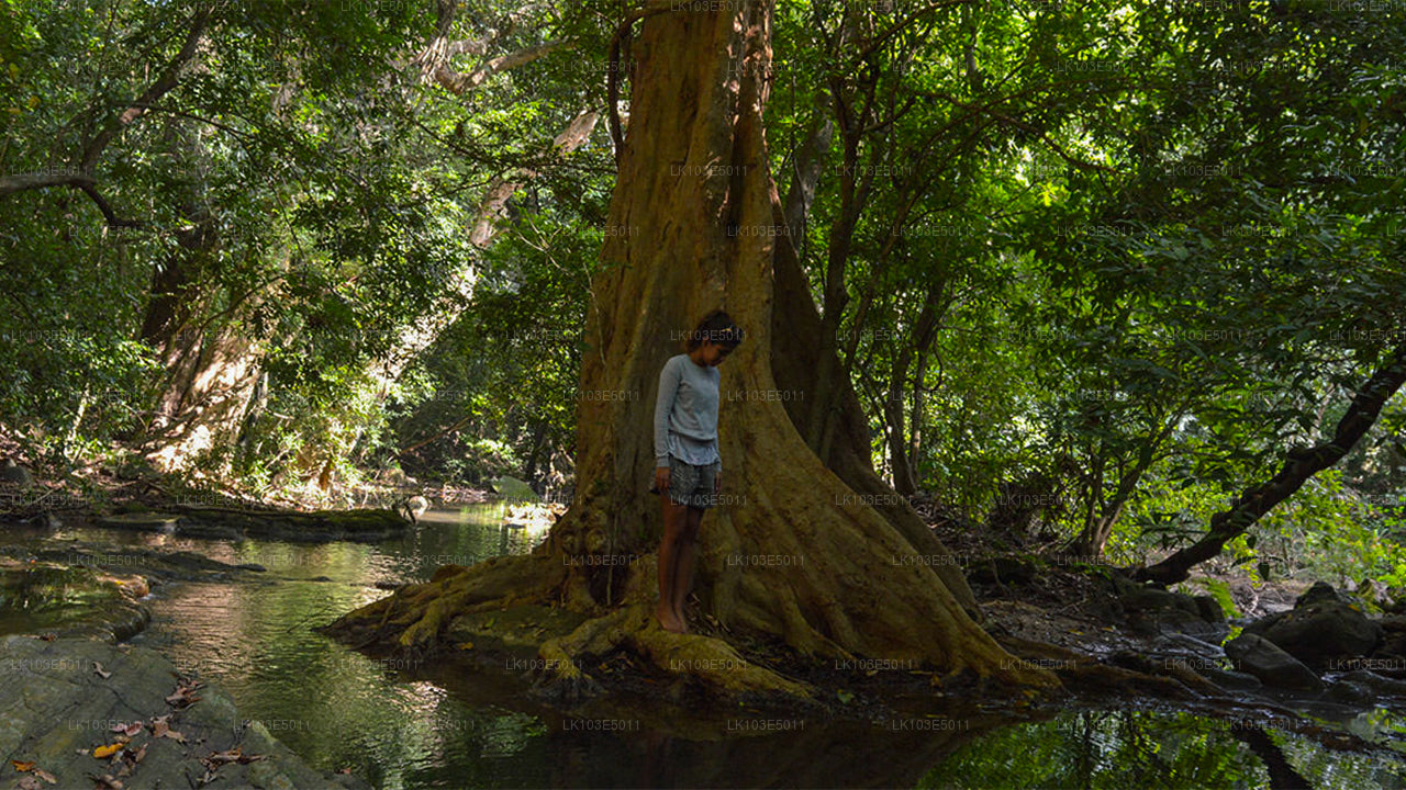 Eco Tours i Sri Lanka (3 Dage)