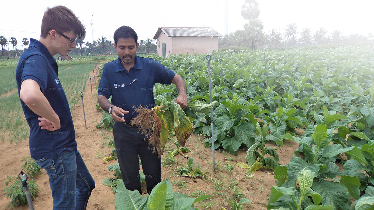 Agrotur i Sri Lanka (6 dage)