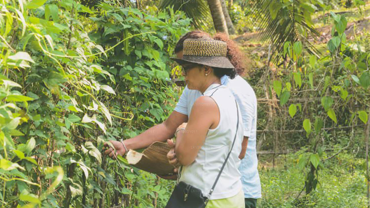 Agrotur i Sri Lanka (6 dage)
