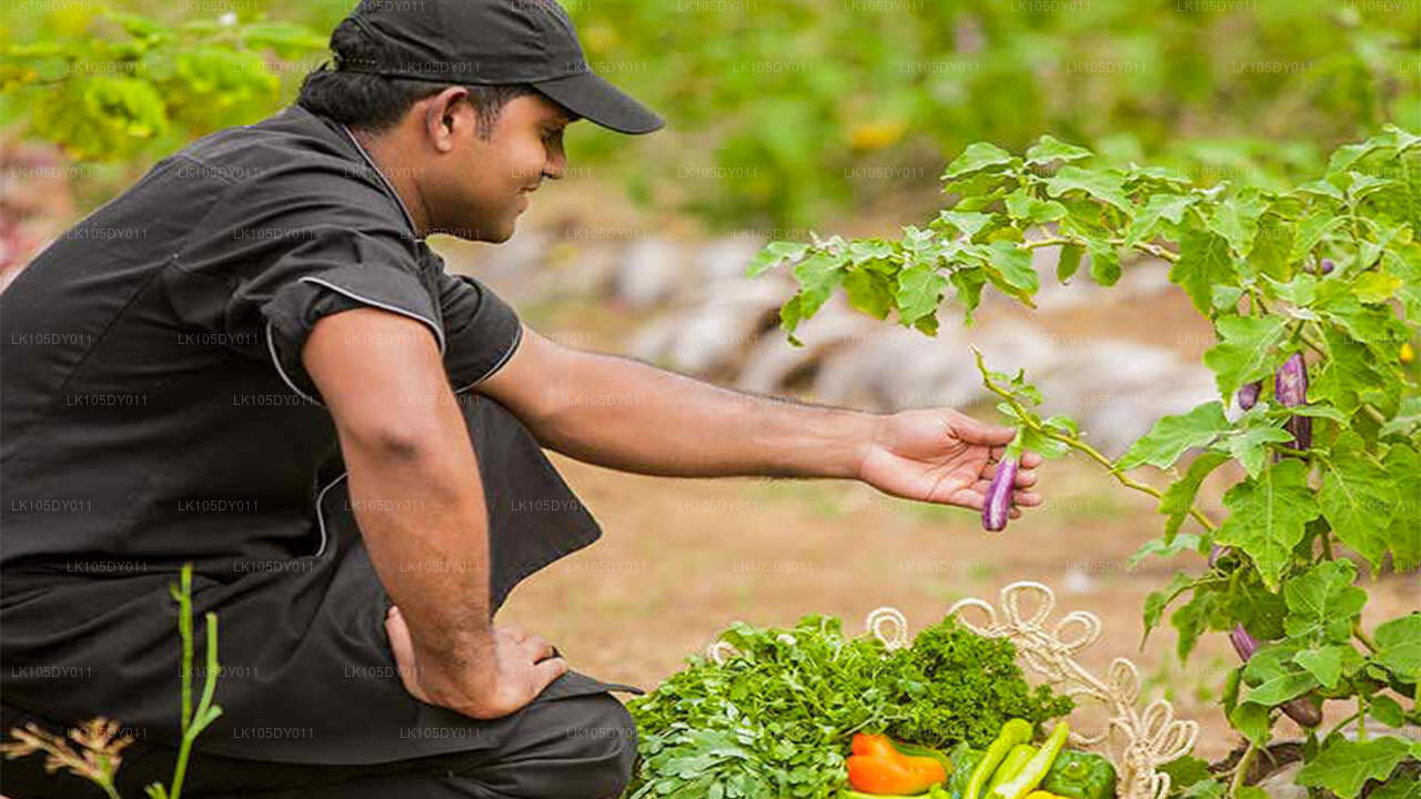 Agrotur i Sri Lanka (6 dage)