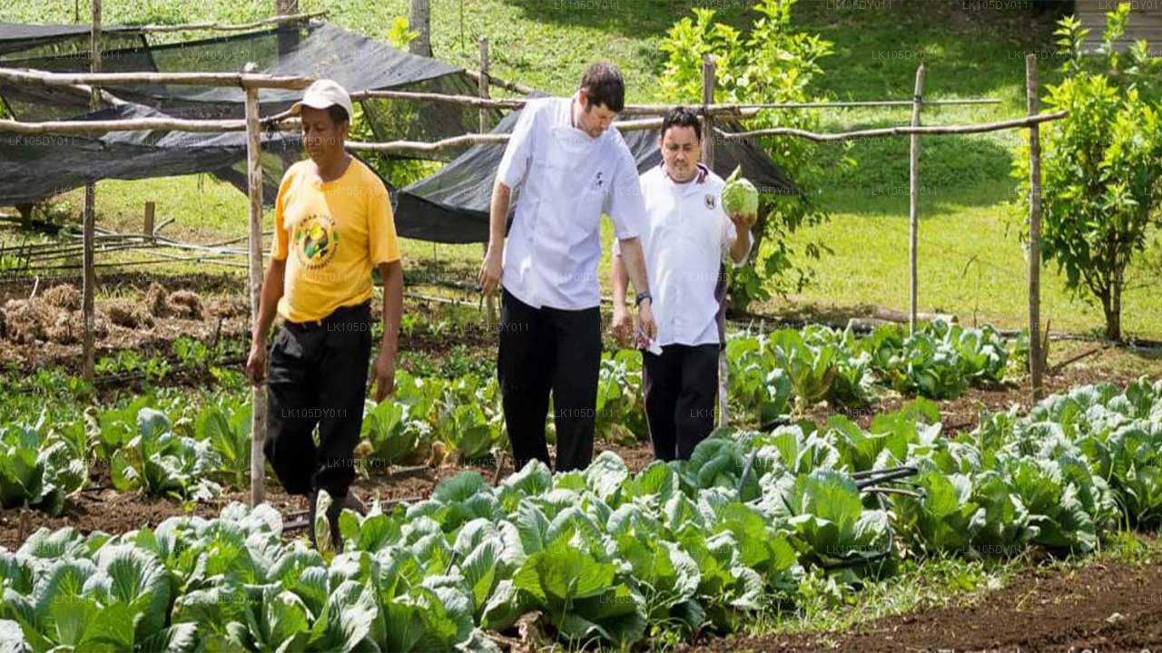 Agrotur i Sri Lanka (6 dage)