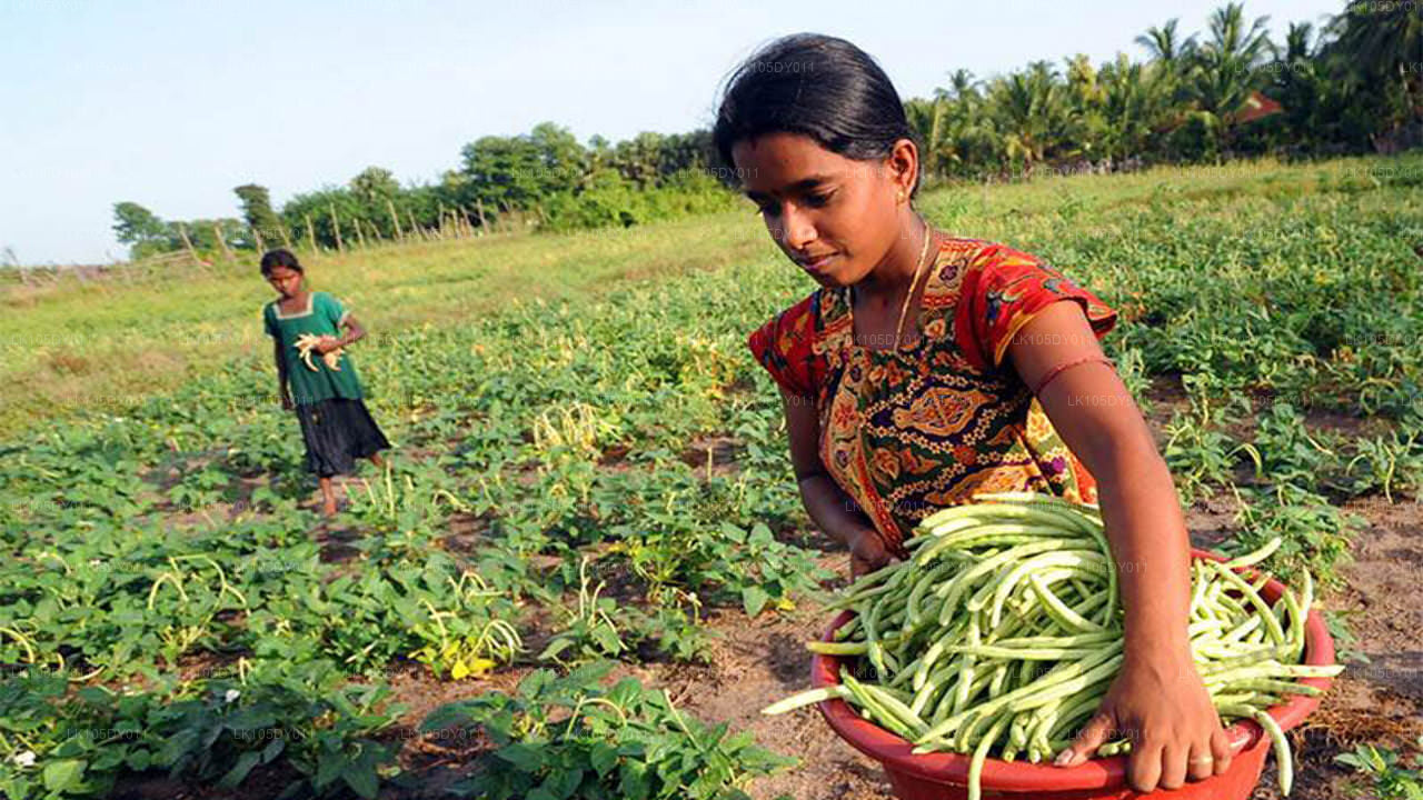 Agrotur i Sri Lanka (5 dage)