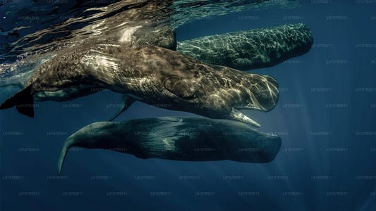 Den store 5 i Southern Coast Season (7 Dage)