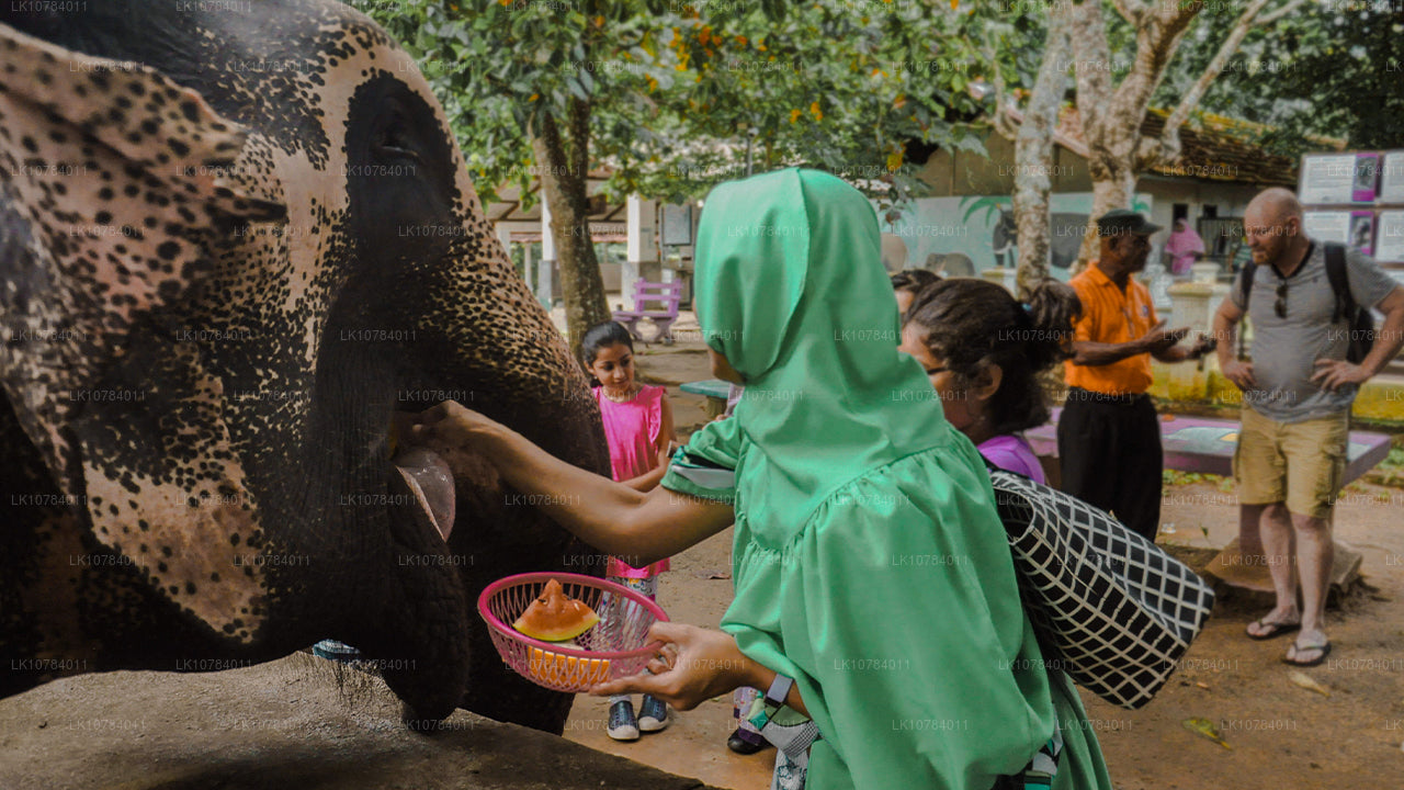 Sri Lanka Halal (islamisk) tur (7 dage)