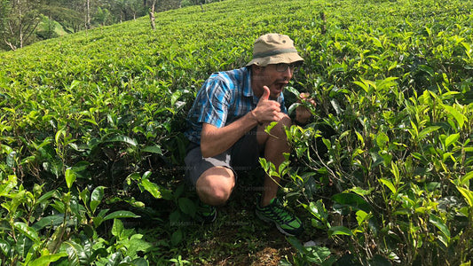 Gå midt i kultur (8 Dage)